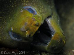 This scary Undulated Moray (Gymnothorax undulatus) remind... by Brian Mayes 
